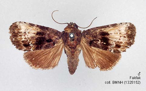 Akorbi Insect Papua Insects Foundation (Lepidoptera/Nolidae/Chloephorinae ...